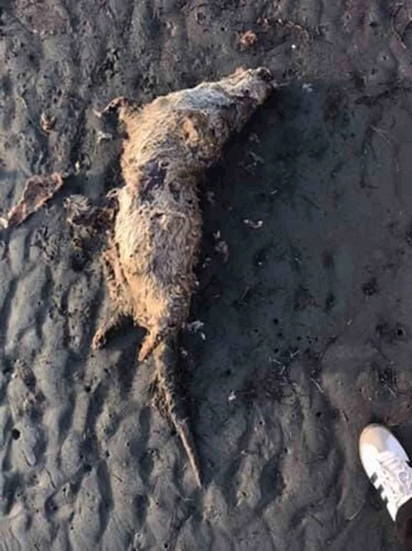 Nesli tehlike altında olan su samuru sahilde ölü bulundu
