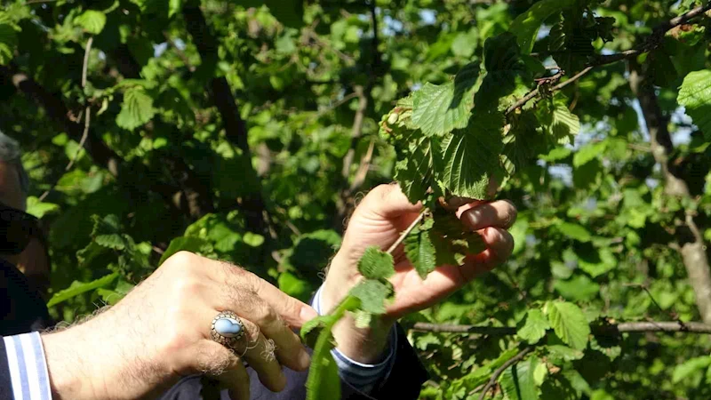 TZOB Genel Başkanı Bayraktar, Giresun’da zirai don incelemesinde bulundu
