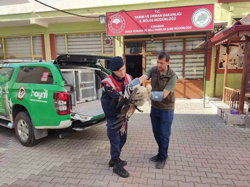 Karaman’da yaralı leylek koruma altına alındı
