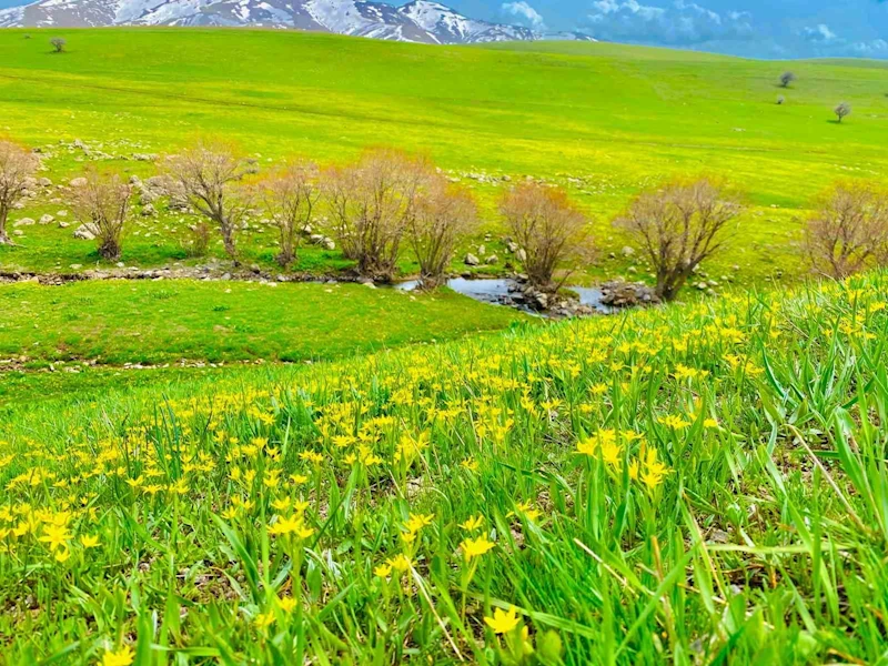 Ağrı’da doğanın renk cümbüşü göz kamaştırıyor
