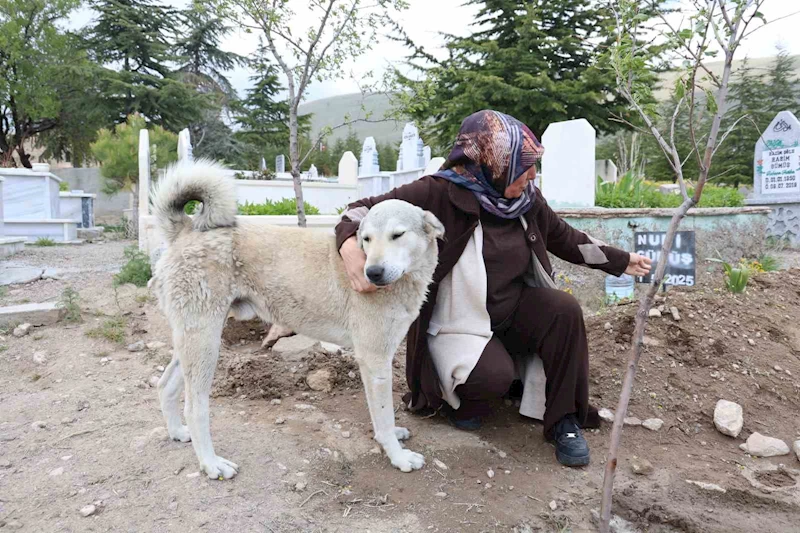 ’Garip’in vefası: Ölen sahibinin mezarından ayrılmıyor
