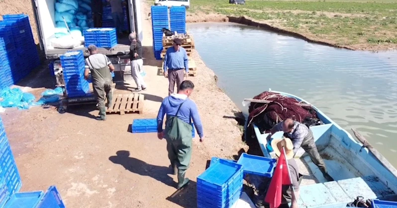 Denize kıyısı olmayan Yozgat’taki gümüş balıkları Avrupalılara çerez oluyor
