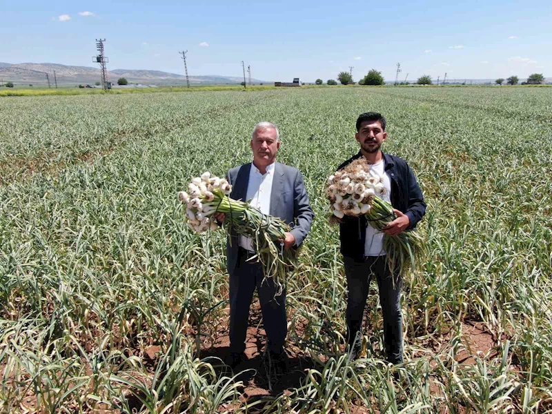 Gaziantep’te AB tescilli Araban sarımsağının hasadı başladı
