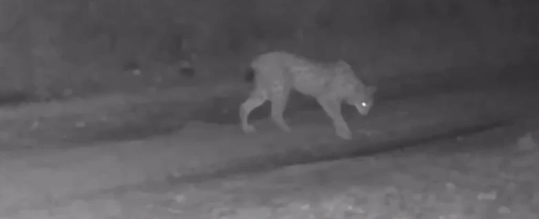Çankırı’da yaban hayatı fotokapana yansıdı
