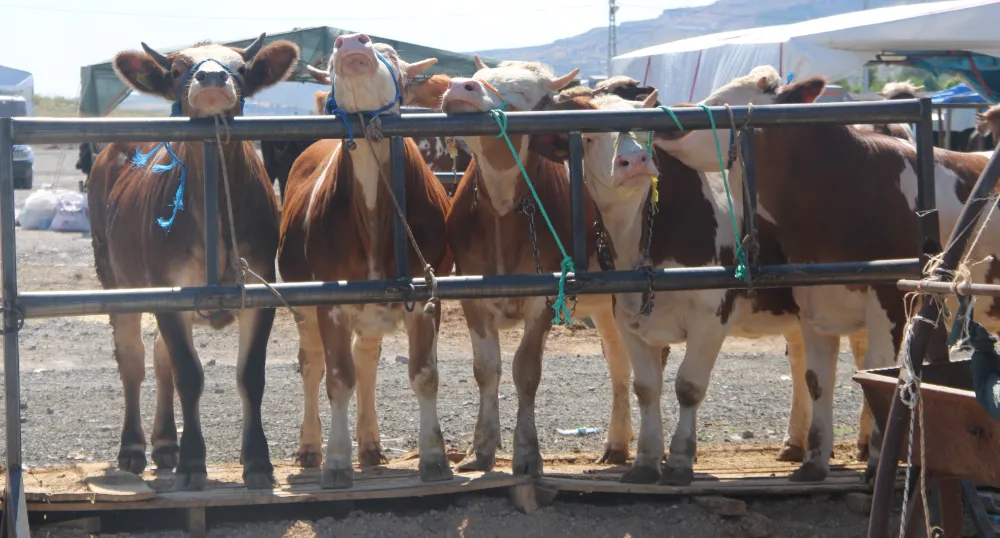 Melikgazi’de Kurban Pazar Yerleri için başvurular başladı