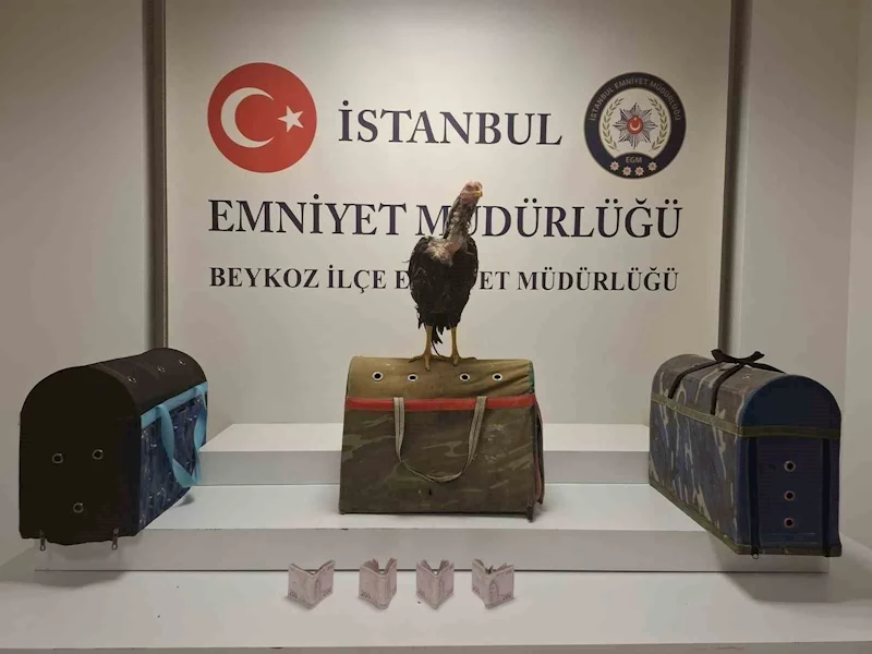 Beykoz’da horoz dövüşüne polis baskını: 21 kişiye 194 bin lira ceza
