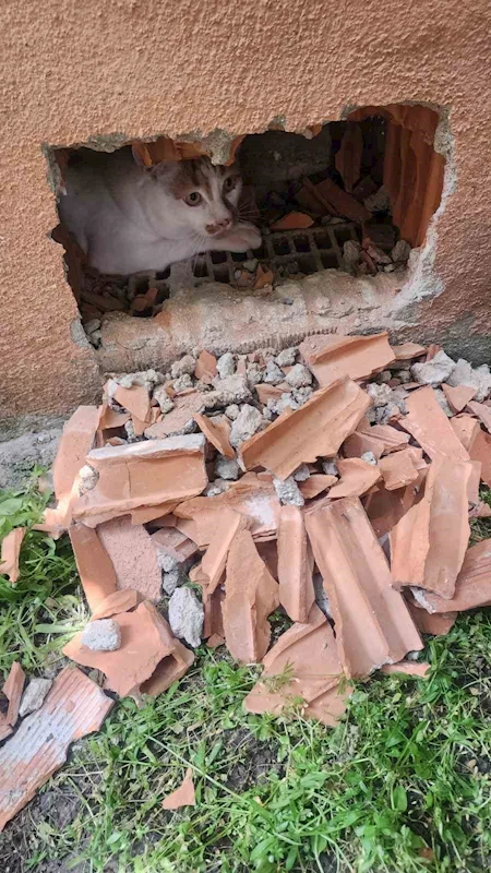 Duvarın içinde mahur kalan kedi itfaiye ekipleri tarafından kurtarıldı
