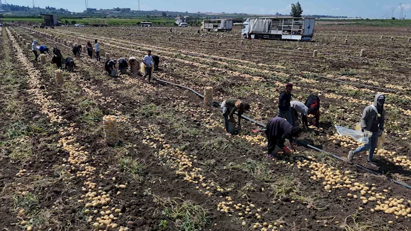 Hasadı süren patateste fiyat 7 liraya kadar geriledi
