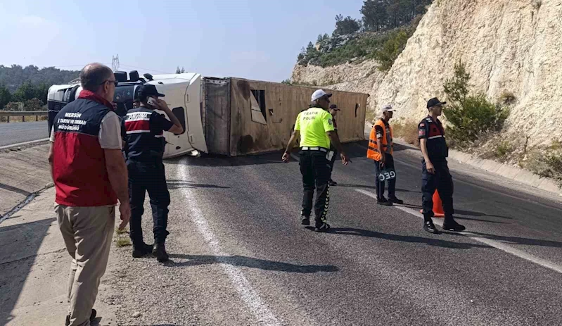 Angus yüklü tır devrildi, kaçan hayvanlar yakalandı
