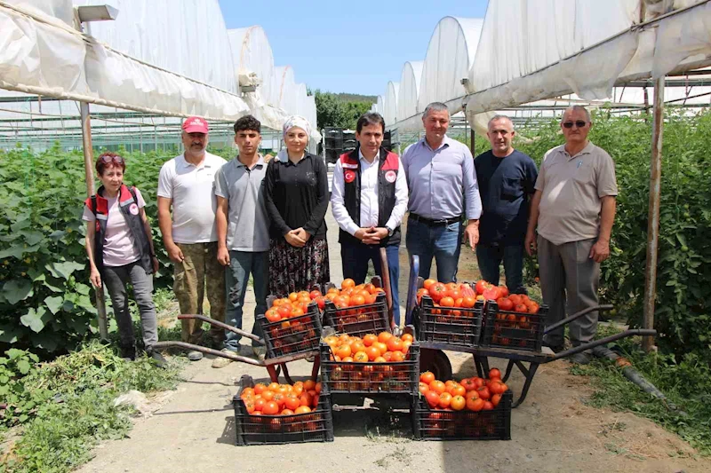 ‘Küçük Antalya’ Amasya’da domates hasadı başladı

