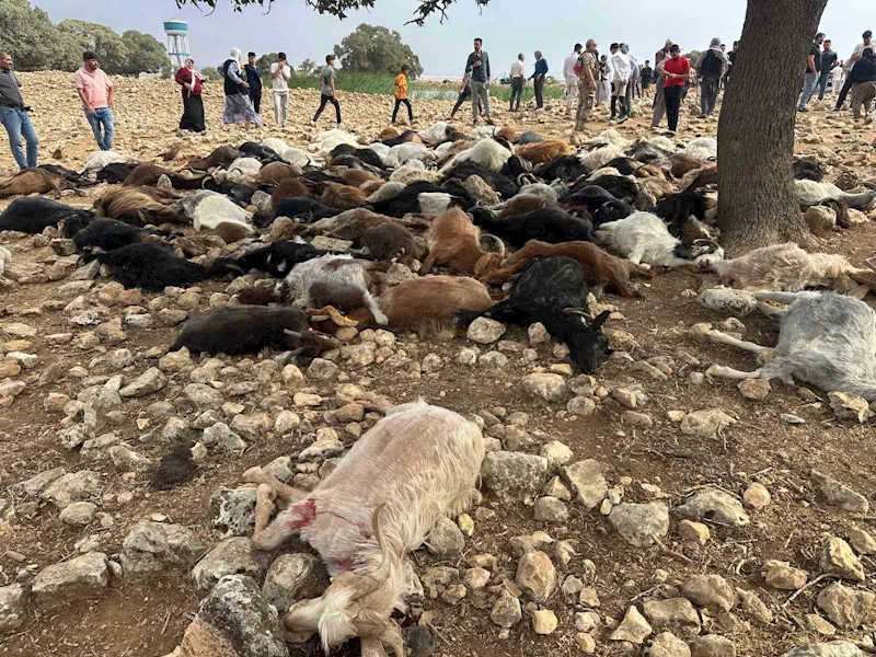 Şırnak’ta yıldırım isabet eden 95 küçükbaş hayvan telef oldu
