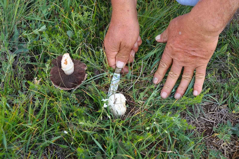 Doğadan elleriyle tek tek topluyorlar
