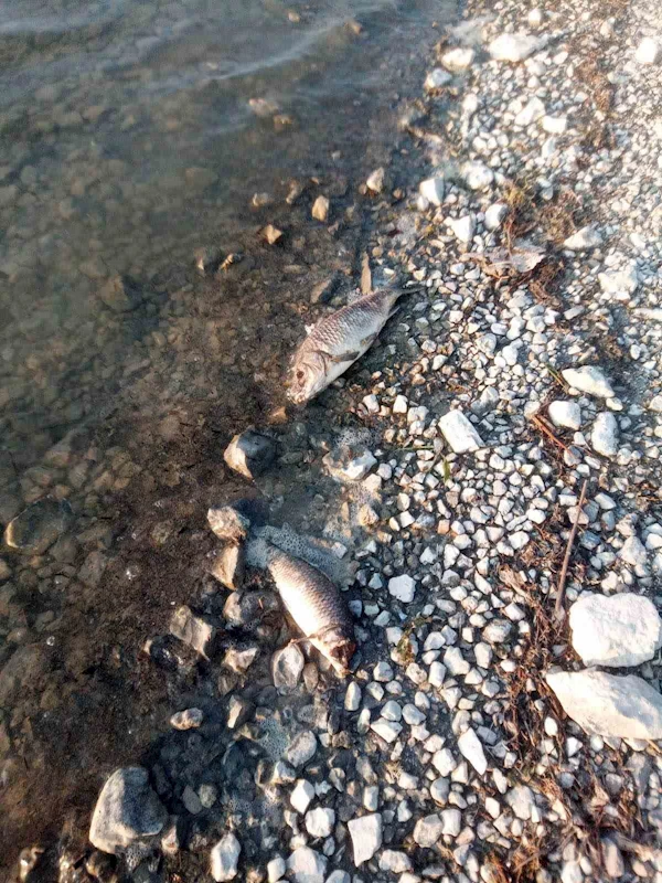 Eğirdir Gölü’nde yüzlerce sazan balığı ölü bulundu
