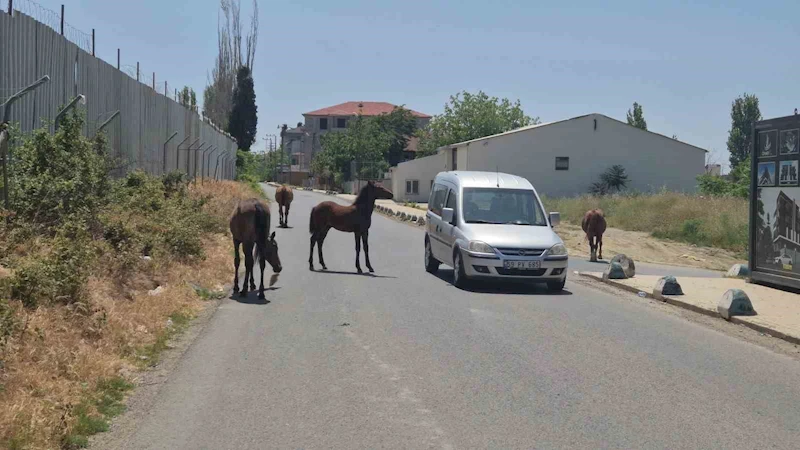 Bunlarda sokak atları: Sürücülere zorluk çıkardılar
