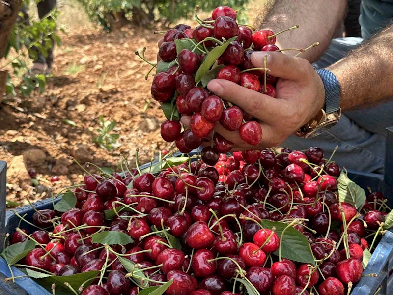 Mardin’de 17. Napolyon Kirazı Festivali düzenlendi
