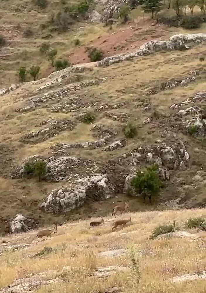 Elazığ’da dağ keçileri sürü halinde görüntülendi
