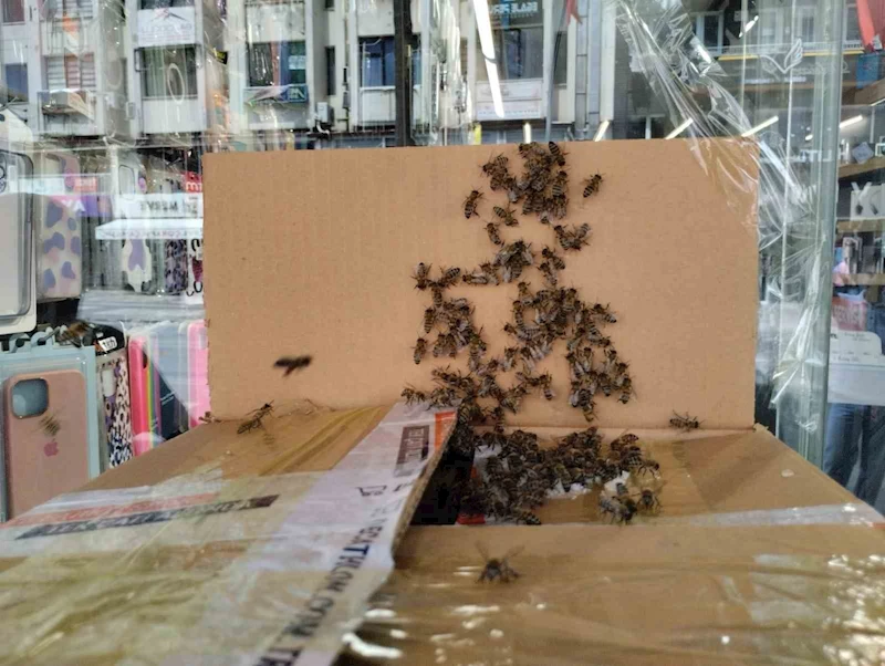Arılar Denizli şehir merkezini istila etti
