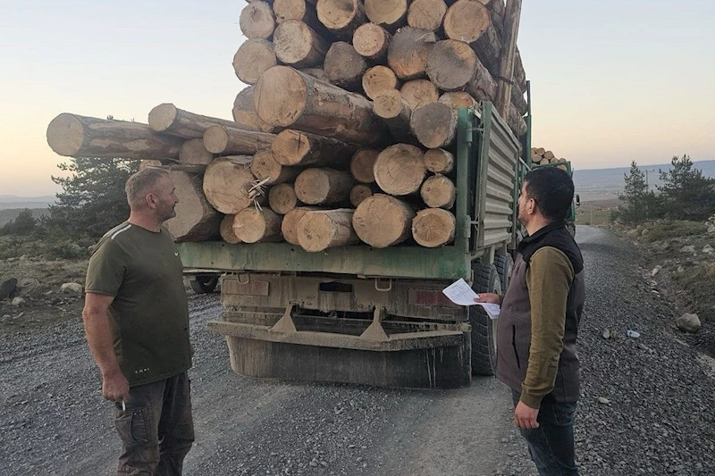 Kaçak ağaç kıyımına ağır ceza
