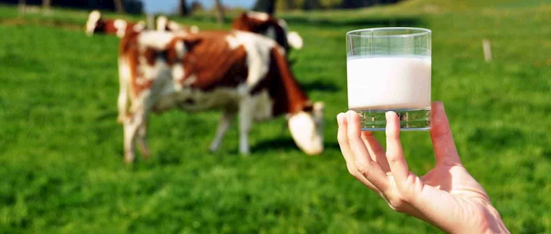 Ticari süt işletmelerince 981 bin 10 ton inek sütü toplandı
