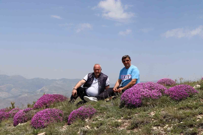 Akdağ’ın zirvesinde fuşya renkli görsel şölen
