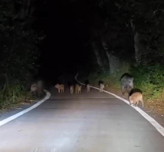 Elazığ’da domuz sürüsü yola indi

