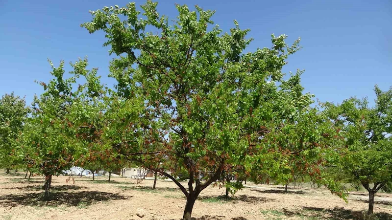 MTB Başkanı Özcan: 