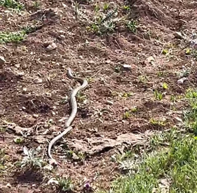 Gölgesine oturduğu ağaçta dev yılanla göz göze geldi, o anları kaydetti
