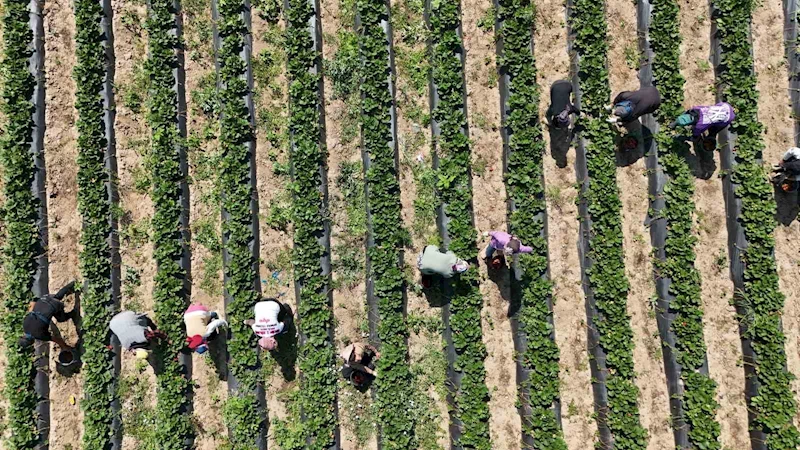 Bursa’da ’kırmızı elmas’ hasadı başladı
