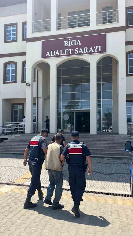Çanakkale’de arazide 77 kök kenevir ele geçirildi: 1 tutuklama
