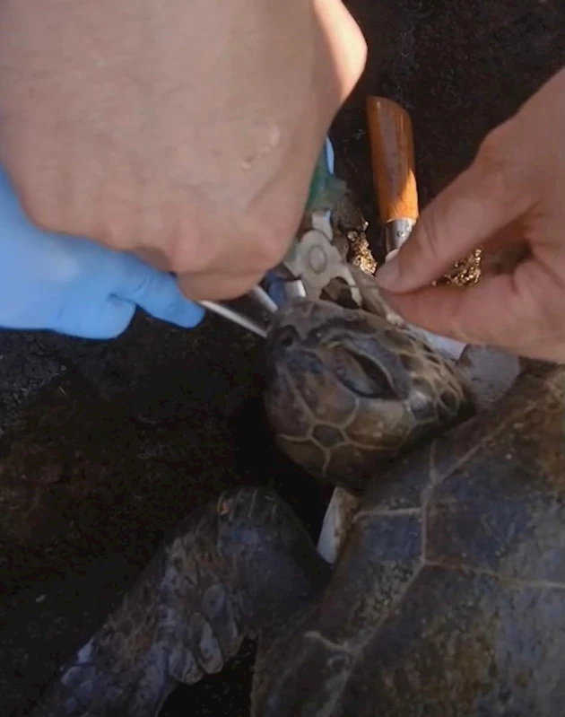 Misina yutan caretta ekiplerin müdahalesiyle hayata döndü
