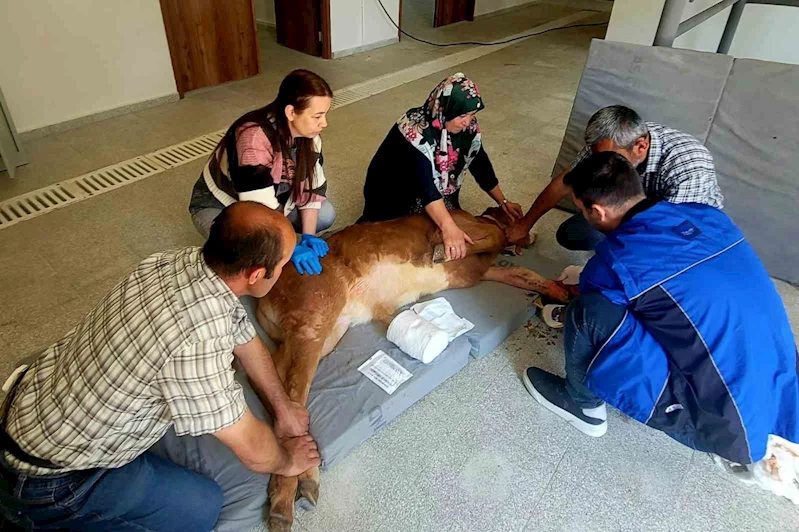 Doğum sırasında bacağı kırılan buzağı, başarılı ameliyatla hayata tutundu
