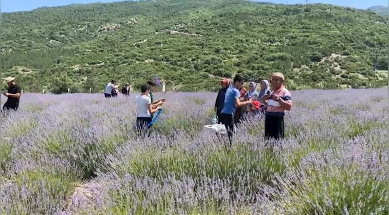 Bakımı yapılan lavanta bahçesi kadın elinde yeniden hayat buldu

