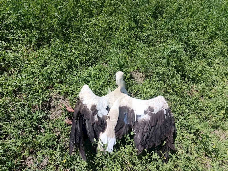 Yonca tarlasında yaralı leylek bulundu
