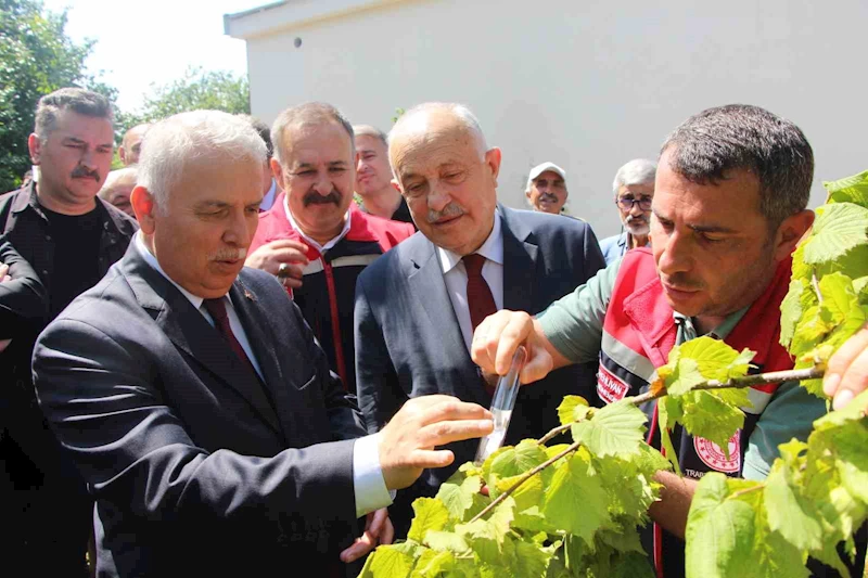 İstilacı kokarcaya karşı samuray arısı umudu
