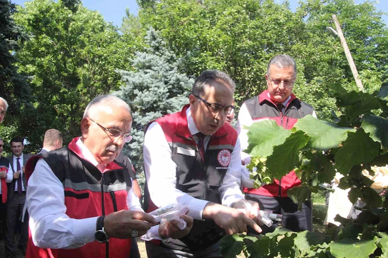 Türkiye’de kahverengi kokarcaya karşı 1 milyondan fazla samuray arısı salınımı yapılacak
