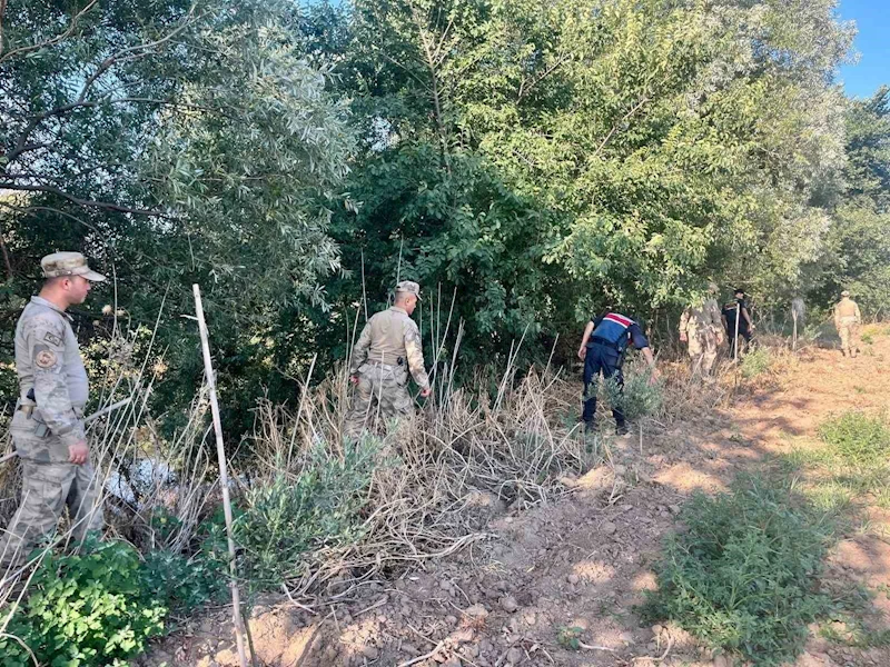 Manisa’da yasadışı kenevir ekim alanlarına sıkı denetim
