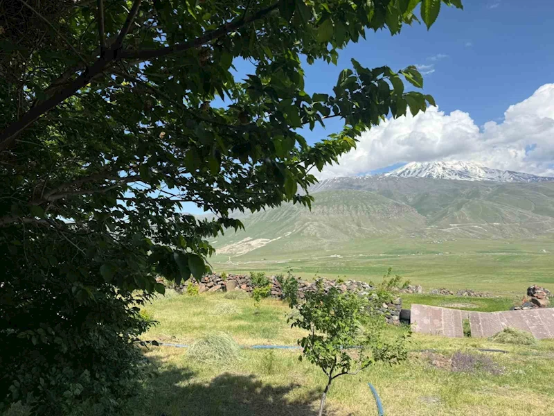 Iğdır’da çorak arazi ağaçlarla yeşeriyor
