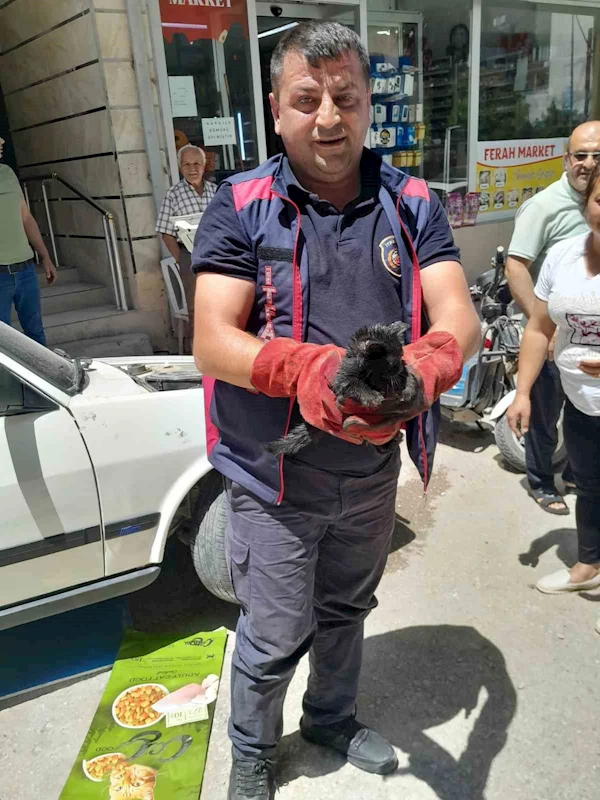 Aracın motoruna giren yavru kediyi itfaiye kurtardı
