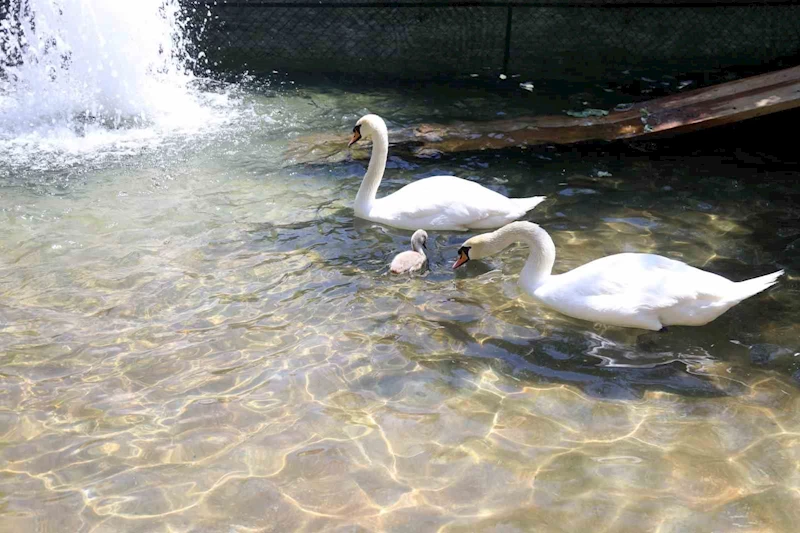 Başkent’in simgesi Kuğulu Park’tan sevindirici haber: 15 yıl sonra ilk kez beyaz kuğu doğdu

