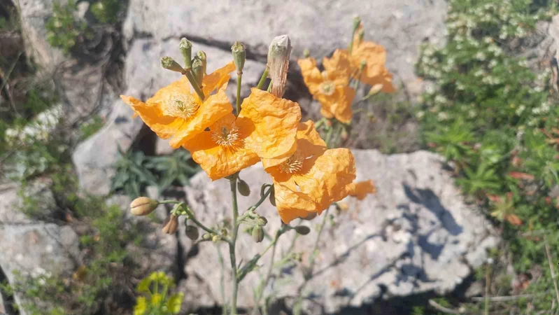 Bozkır’ın yüksek rakımlı yaylalarındaki bitki florası araştırıldı
