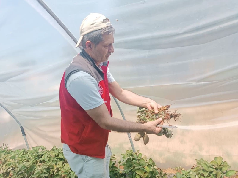 Menteşe’de çiftçilere hastalık ve zararlı kontrolü desteği
