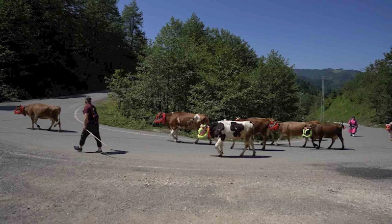 Karadeniz’den renkli yayla göçleri
