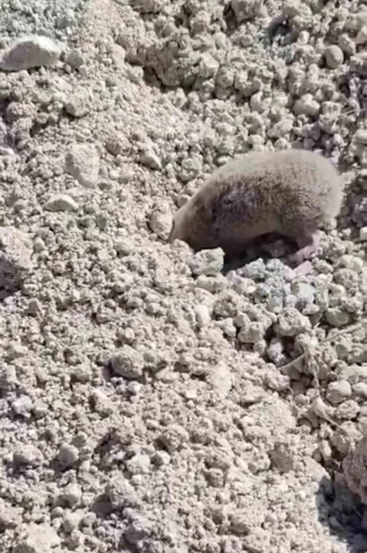 Toprağı eşeleyip ortadan kayboldu
