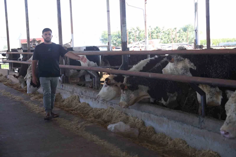 Besicinin ceylan gibi koşuyorlar dediği 300 bin TL değerindeki 3 angus sevkiyat esnasında kaçarak sırra kadem bastılar
