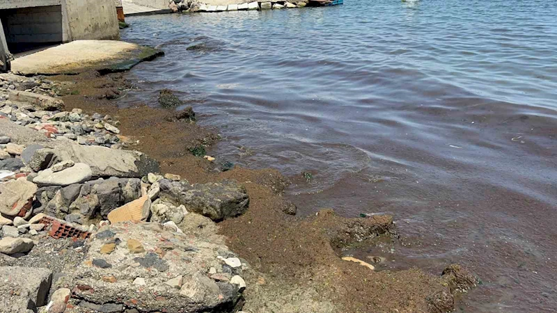 Tekirdağ Sahili’nde kırmızı yosun yoğunluğu dikkat çekti
