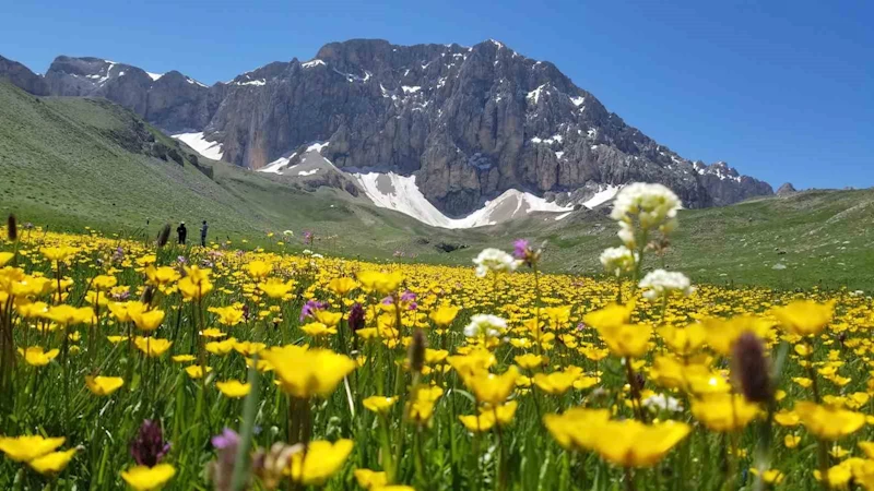 Merg Yaylası, bu günlerde yerli ve yabancı doğaseverlere ev sahipli yapıyor
