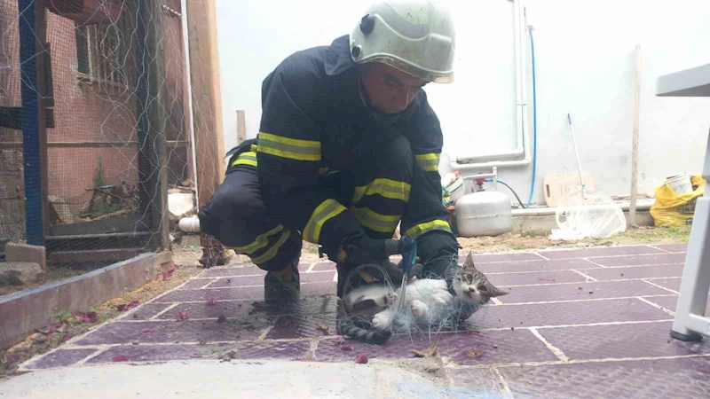 Balık ağına takılan kediyi itfaiye kurtardı
