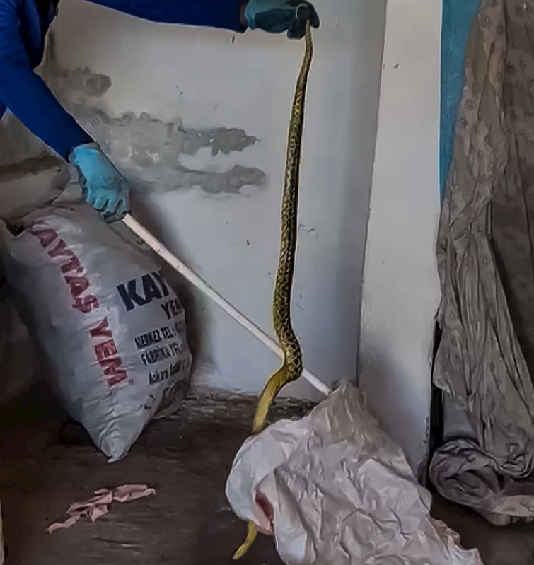 Evinde yakaladığı 2 metrelik yılanı zarar vermeden alıp doğaya bıraktı

