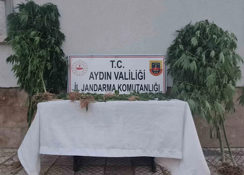Aydın’da 28 kök kenevir ele geçirildi
