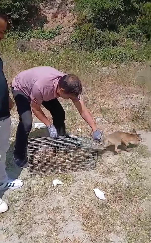 Yalova’da şehre inen tilki yakalanarak doğaya bırakıldı
